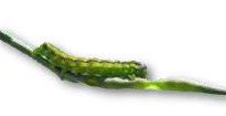 Image of bollworm larva