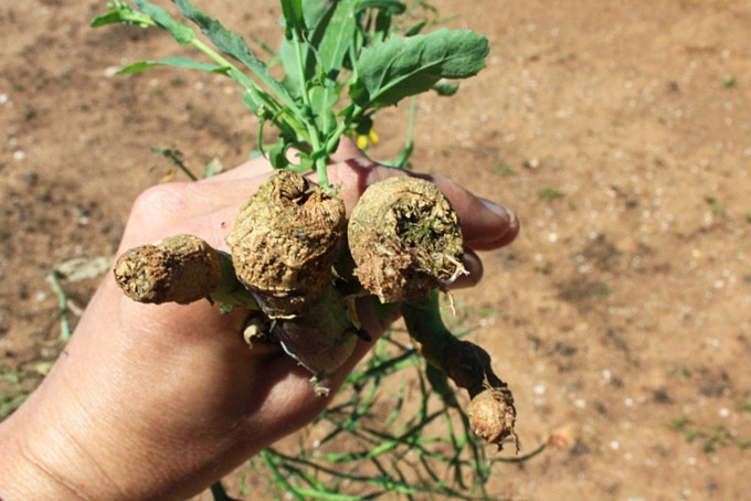 Kroonkanker by canola wat tot totale afsterwe van die plant gelei het