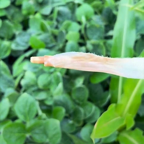 Figuur 5 toon simptome weens die werking van Clethodim (Groep A) op ‘n opslag mielieplant