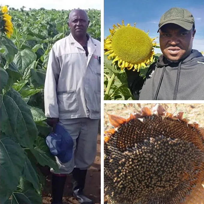 Photo collage of developing farmers