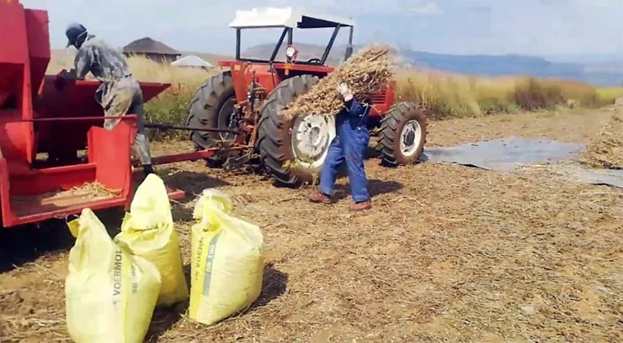 Farmers in the Free State have harvesters