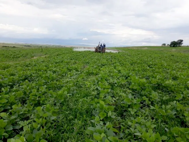 Spraying Foliar Food during the flowering stage